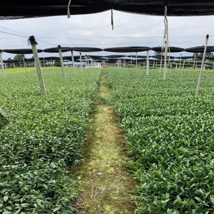 老鷹茶苗 批發(fā)價格 五年生茶樹苗  生產基地