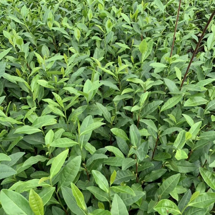 龍井43茶苗 優(yōu)質(zhì)茶葉樹苗批發(fā) 老鷹茶苗  種植基地品種齊全