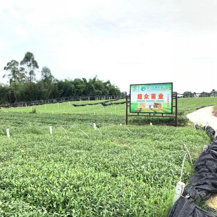 中茶108茶苗 優(yōu)質茶葉樹苗批發(fā) 福選9號茶苗  生產基地