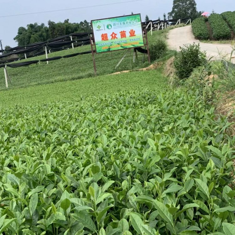 龍井43茶苗 批發(fā)基地 梅占茶苗  優(yōu)質(zhì)茶葉樹苗批發(fā)