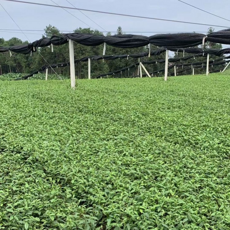 紫鵑茶苗 批發(fā)電話 無水茶苗  生產(chǎn)基地