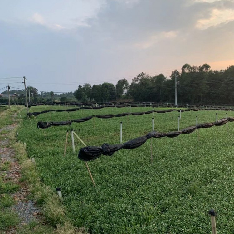 黃金芽茶苗 生產基地 五年生茶樹苗  廠家供應