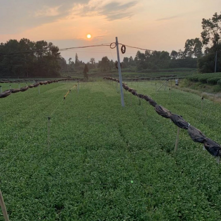 老鷹茶苗 批發(fā)基地 無(wú)水茶苗  批發(fā)價(jià)格