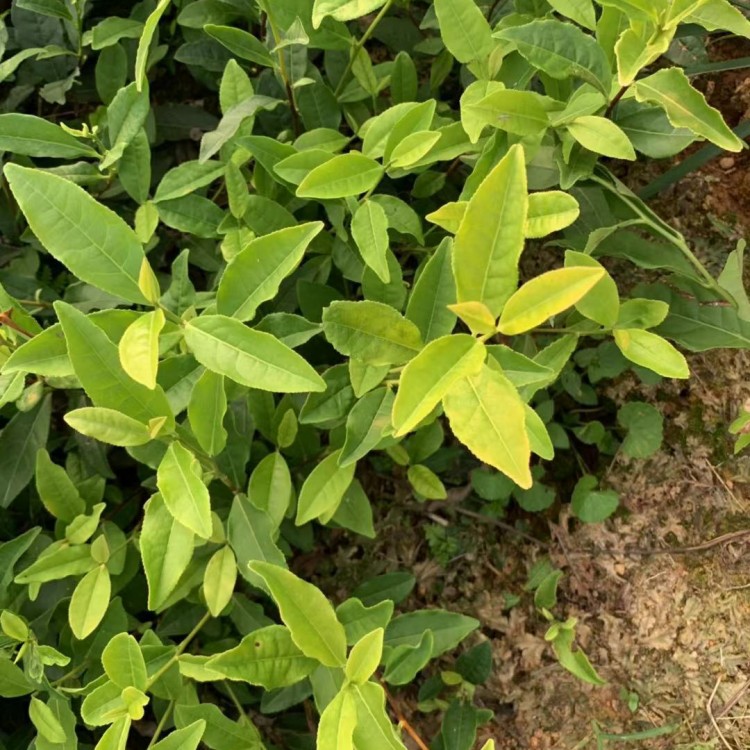 紫鵑茶苗 基地直銷 中茶108茶苗  優(yōu)質(zhì)茶葉樹苗批發(fā)