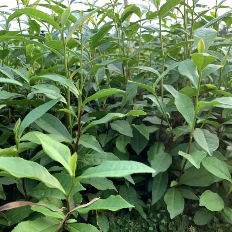 中茶108茶苗 種植基地品種齊全 梅占茶苗  基地直銷