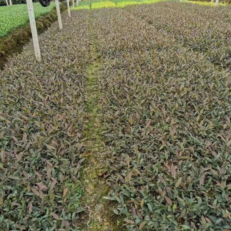 云南大葉茶樹苗 廠家直銷 蒙山9號(hào)茶苗  廠家直銷