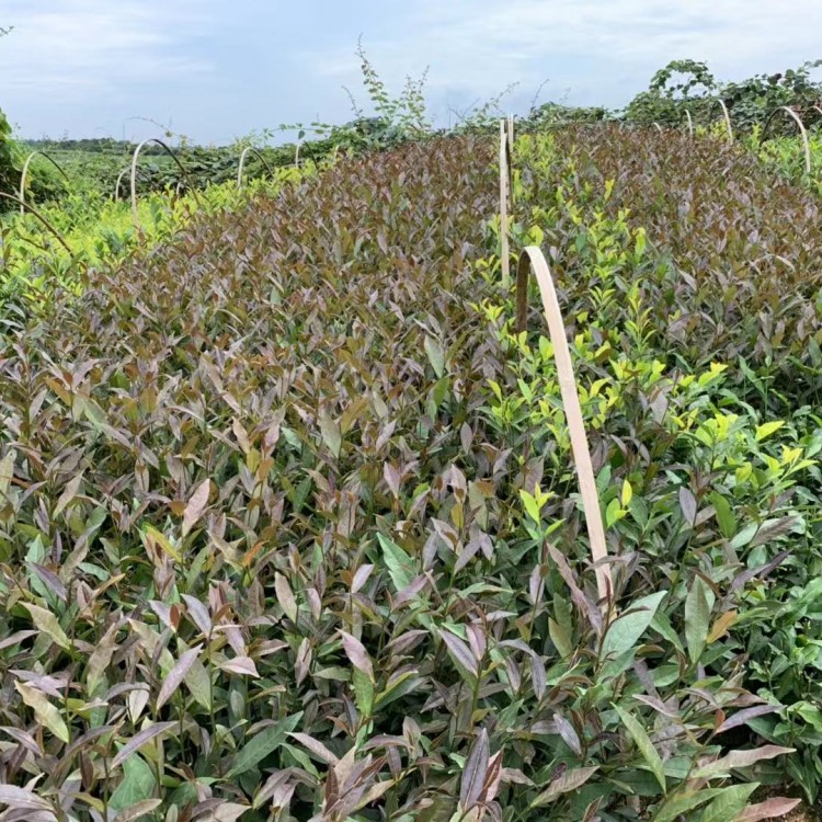 老鷹茶苗 廠家供應(yīng) 福鼎大白茶苗  優(yōu)質(zhì)茶葉樹苗批發(fā)