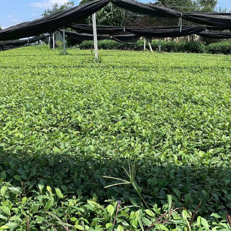 福選9號(hào)茶苗 種植基地品種齊全 奶白茶苗  批發(fā)基地