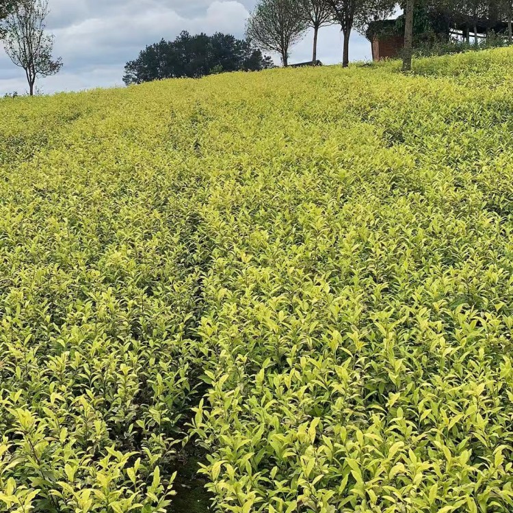 紫鵑茶苗 基地直銷 中茶108茶苗  優(yōu)質(zhì)茶葉樹苗批發(fā)