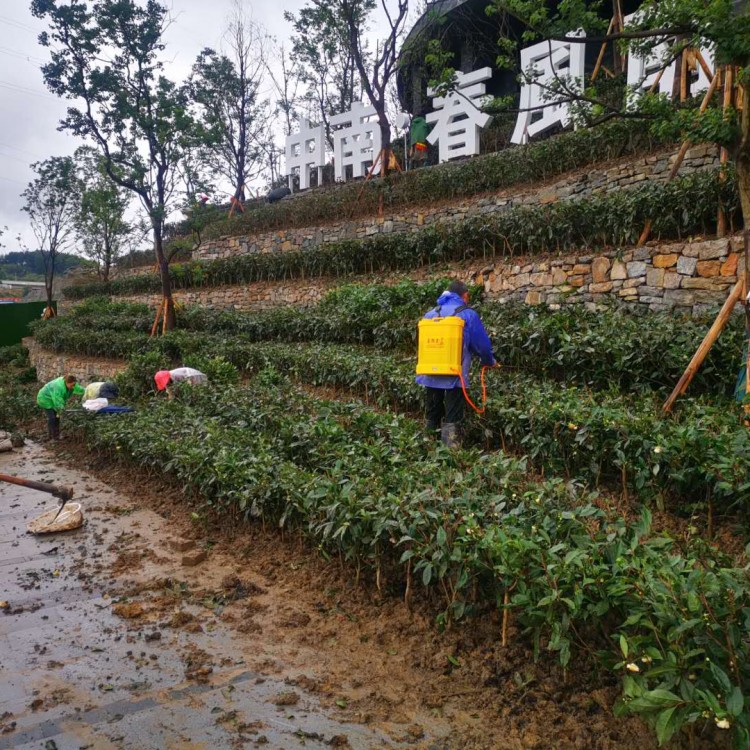 無水茶苗 貨源地進(jìn)貨渠道 黃金芽茶苗  基地直銷