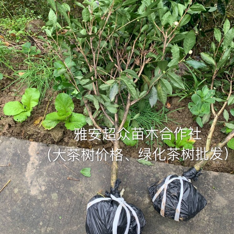 福選9號(hào)茶苗 生產(chǎn)基地 中茶108茶苗  優(yōu)質(zhì)茶葉樹苗批發(fā)