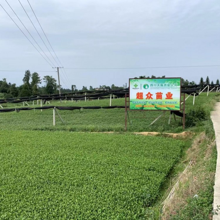 蒙山9號茶苗 廠家價格優(yōu)惠 老鷹茶苗  貨源地進貨渠道