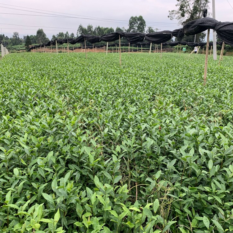 龍井43茶苗 種植基地品種齊全 云南大葉茶樹苗  優(yōu)質茶樹苗批發(fā)價