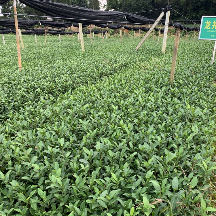 無(wú)水茶苗 生產(chǎn)基地 黃金芽茶苗  基地直銷