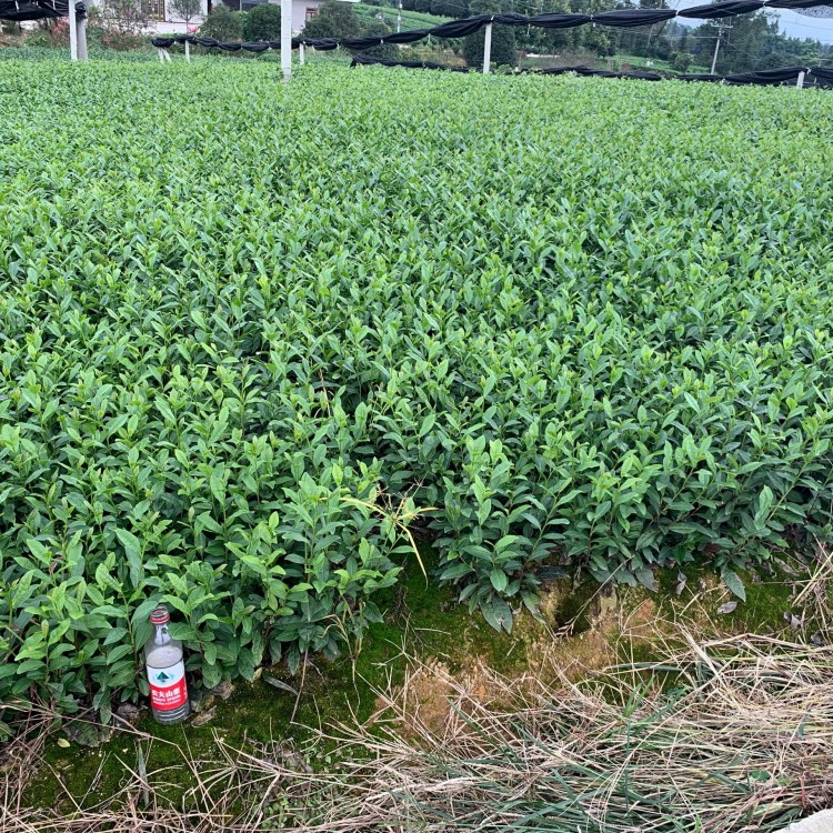 老鷹茶苗 優(yōu)質(zhì)茶樹苗批發(fā)價(jià) 龍井43茶苗  優(yōu)質(zhì)茶樹苗批發(fā)價(jià)