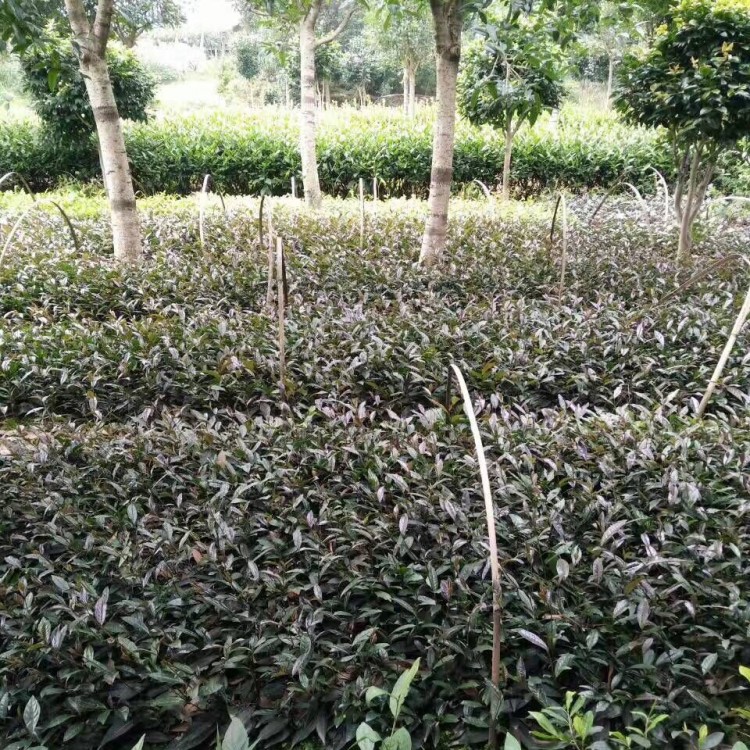 老鷹茶苗 優(yōu)質(zhì)茶樹苗批發(fā)價 龍井43茶苗  優(yōu)質(zhì)茶樹苗批發(fā)價