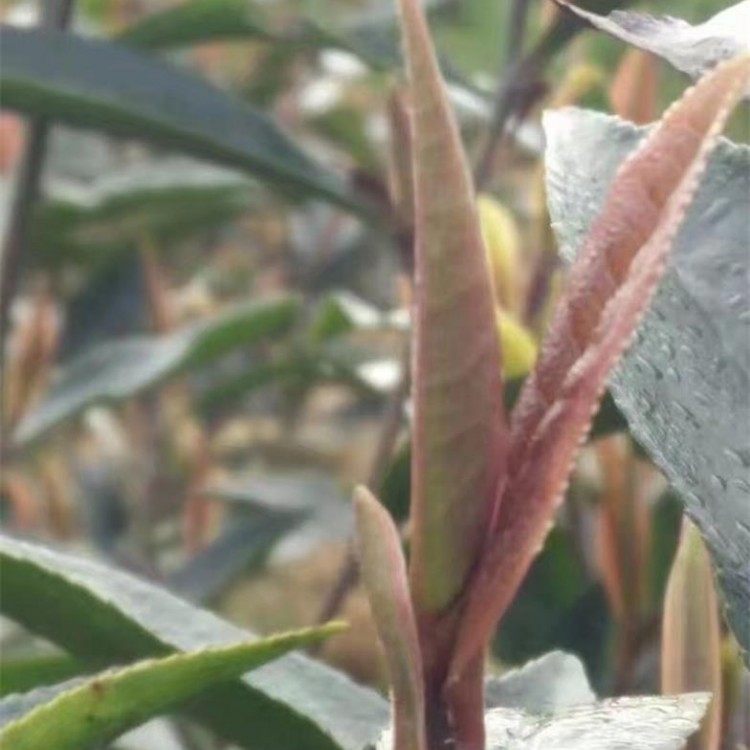 云南大葉茶樹苗 優(yōu)質茶樹苗批發(fā)價 無水茶苗  種植基地品種齊全