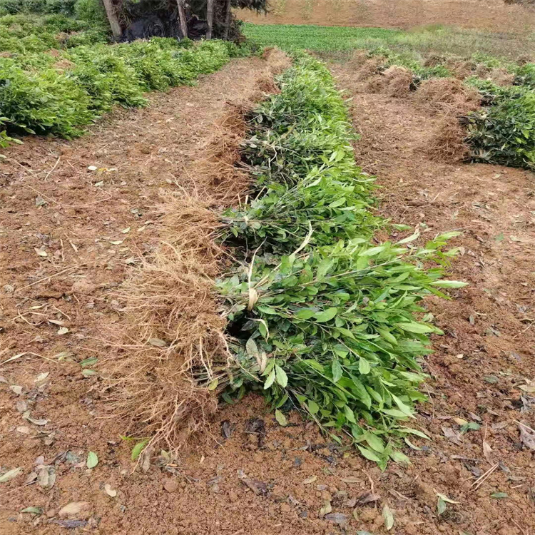 大葉茶種 茶工六堡群體種茶苗 一級嫁接茶樹苗