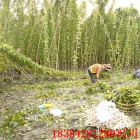 湖南油麻藤苗 4-5米長油麻藤 常綠藤本 藤本植物基地批發(fā)