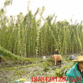 重慶油麻藤苗 牛馬藤價格 牛馬藤基地批發(fā)