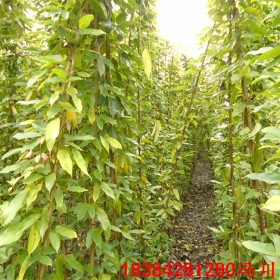 油麻藤基地 油麻藤批發(fā) 常綠油麻藤 油麻藤苗木