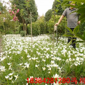 四川蔥蘭 白花蔥蘭 紅花蔥蘭價格 蔥蘭批發(fā)