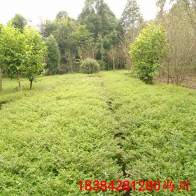 重慶滿天星杯苗雪茄花細(xì)葉萼距花基地批發(fā)四季常綠過程苗