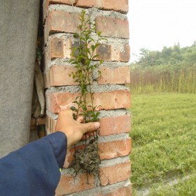 雞血紅金彈子苗批發(fā)，成都正宗雞血紅金彈子小苗種植基地雞血紅金彈苗批發(fā)