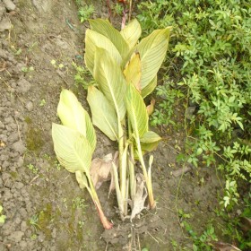 成都花葉美人蕉苗基地批發(fā) 重慶花葉美人蕉大量供應(yīng)