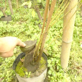 湖南油麻藤基地批發(fā) 邵陽(yáng)油麻藤苗5-6米長(zhǎng) 大杯苗牛馬藤 地徑1-5公分粗