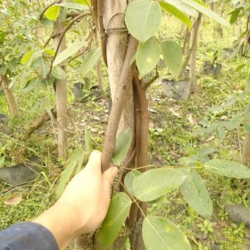 長沙油麻藤基地批發(fā) 老油麻藤杯苗 粗油麻藤 地徑5公分 長6米粗油麻藤質量很好