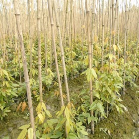 油麻藤種植基地 牛馬藤苗子長勢好不脫杯 營養(yǎng)杯杯型大