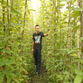 四川礦山修復(fù)植物 生態(tài)修復(fù)用油麻藤 四季常綠的藤