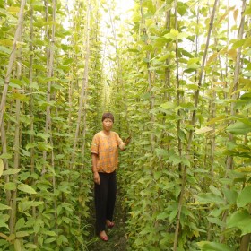 專業(yè)種植3m油麻藤 油麻藤基地天天物流發(fā)全國 裝土飽滿成活率高