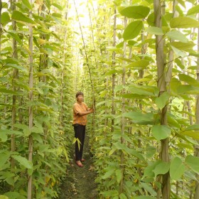 綿陽油麻藤種植基地 綿陽油麻藤批發(fā) 綿陽哪里有種油麻藤的