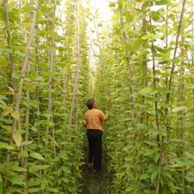 巴中油麻藤4-5米長(zhǎng)藤苗批發(fā) 巴中油麻藤種植基地 巴中常綠油麻藤銷售基地