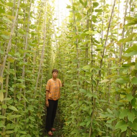 重慶4-5米長(zhǎng)油麻藤基地批發(fā) 重慶油麻藤花市批發(fā) 重慶16杯牛馬藤苗