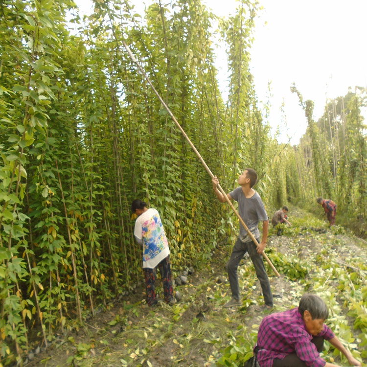 湖北隨州油麻藤4-5米長(zhǎng)批發(fā) 荊門油麻藤種植基地 荊州油麻藤批發(fā) 宜昌牛馬藤杯苗