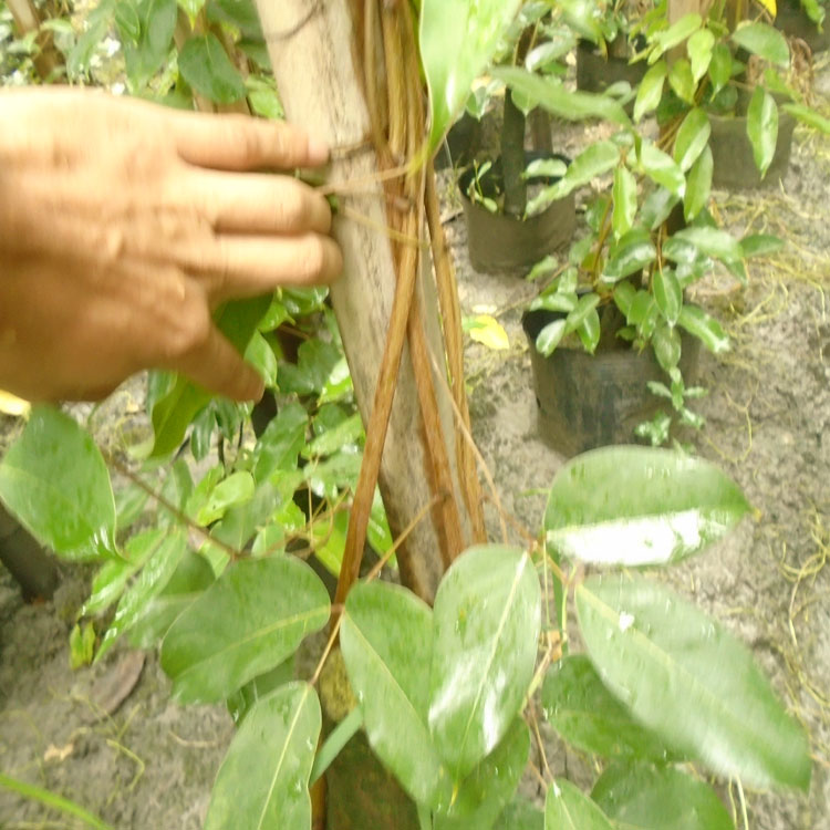 武漢停車棚用油麻藤 遮陽(yáng)遮陰爬藤植物批發(fā) 立體綠化用大油麻藤苗 牛馬藤大袋苗種植基地 黃石油麻藤種植批發(fā)