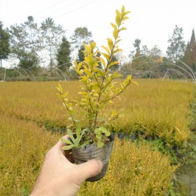 亮晶女貞杯苗基地 重慶亮晶女貞批發(fā) 貴州亮晶女貞杯苗批發(fā) 成都亮晶女貞苗供應