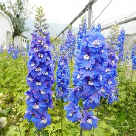 飛燕草供貨商 基地種植 草花基地 飛燕草