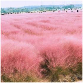 粉黛亂子草 花卉基地 優(yōu)質(zhì)粉黛亂子草