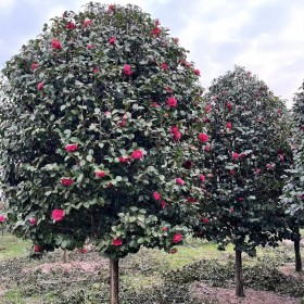 耐冬高桿茶花樹 地徑2-20公分 觀賞花卉四季常青