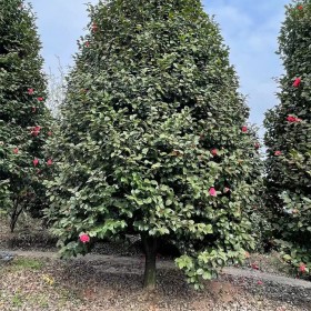 七星茶花樹苗 多種規(guī)格 基地專業(yè)種植培育 蓉華茶花種植