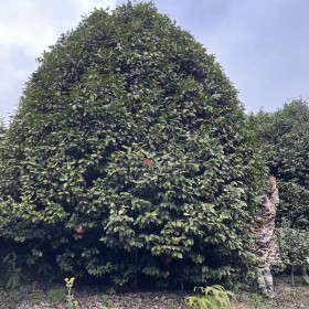 山茶花地栽苗 喜溫暖 濕潤 花朵漂亮 適合庭院路邊種植