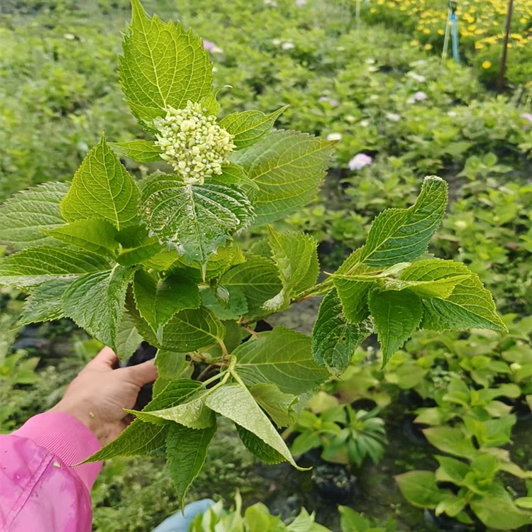 無(wú)盡夏繡球 杯苗帶花苞 觀花盆栽 綠楓園林基地種植