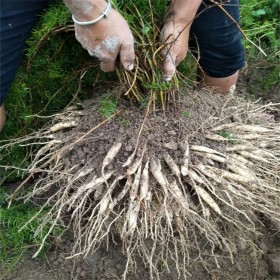 四川天冬苗中藥材種植基地  藥材種植基地 優(yōu)質(zhì)良種大天冬苗