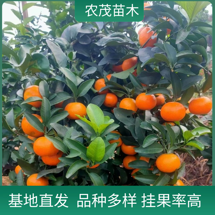 金秋砂糖橘柑橘苗1至5年苗種植基地 現(xiàn)貨批發(fā) 品種多樣