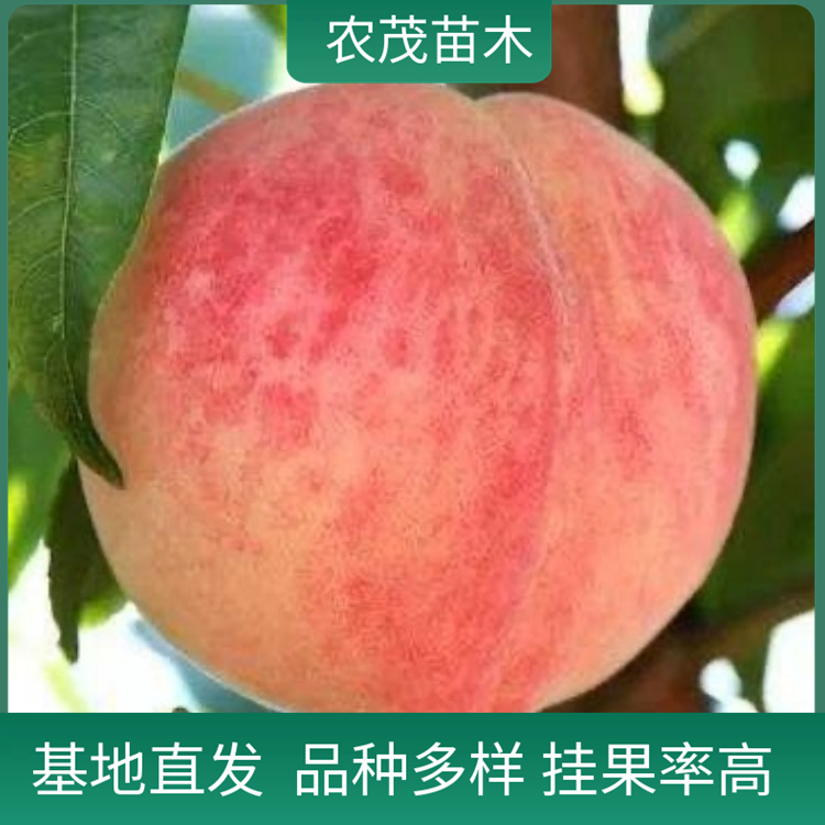 桃子苗早熟晚熟桃子1至5年苗批發(fā) 現(xiàn)挖現(xiàn)發(fā) 基地直發(fā)