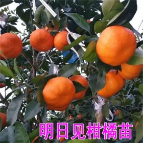 明日見柑橘苗種植基地 明日見苗嫁接柑桔苗高糖柑橘新品種樹苗